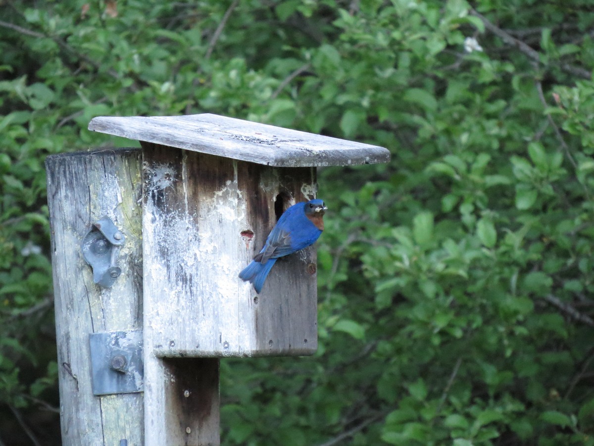 Eastern Bluebird - ML103168211