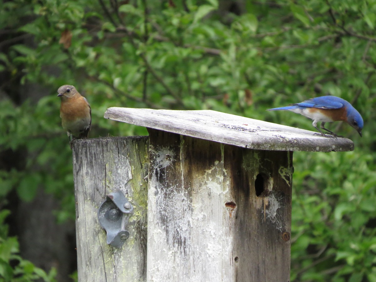 Eastern Bluebird - ML103168221