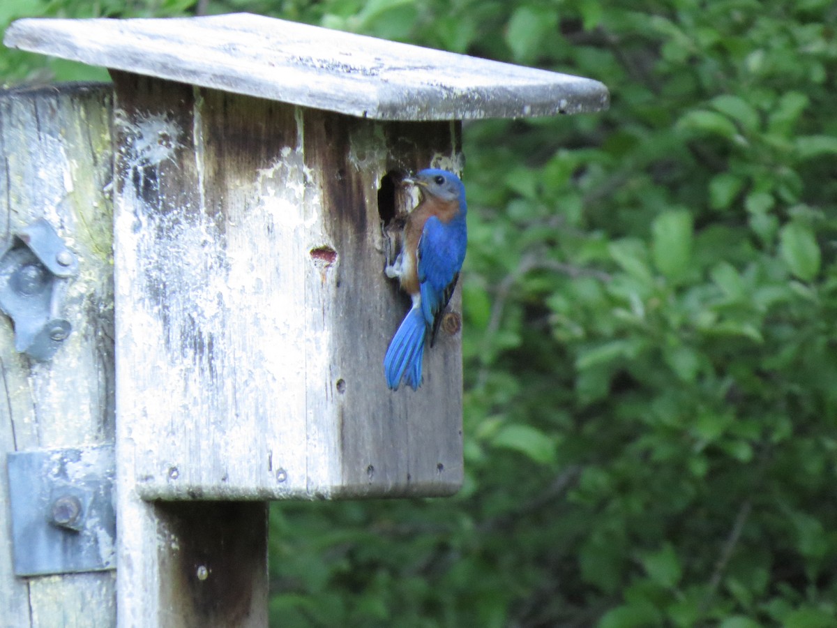 Eastern Bluebird - ML103168231