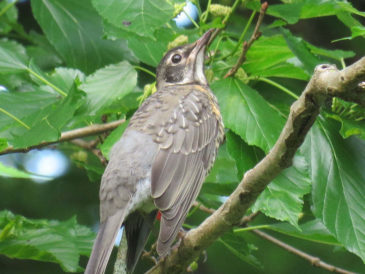 American Robin - michele ramsey