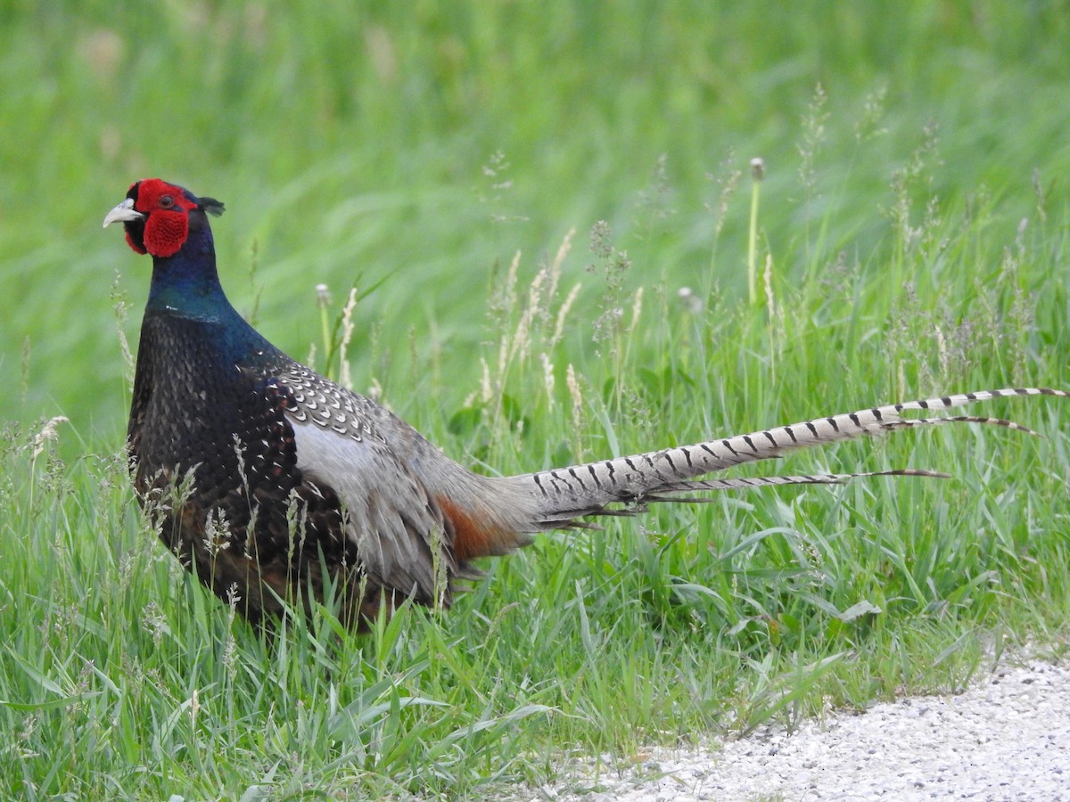 Ring-necked Pheasant - Annie & Paul Mueller