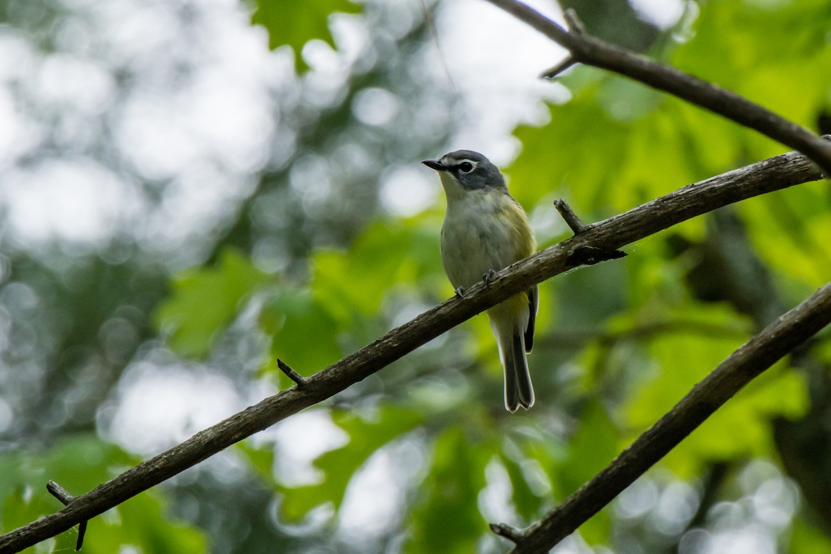 Blue-headed Vireo - ML103170651