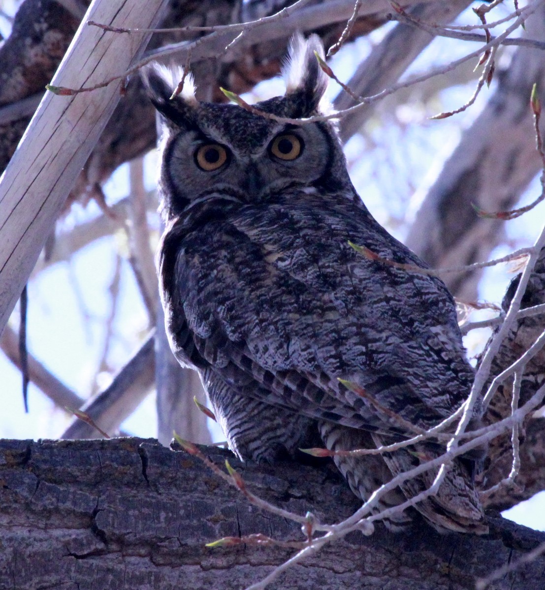 Great Horned Owl - ML103172271