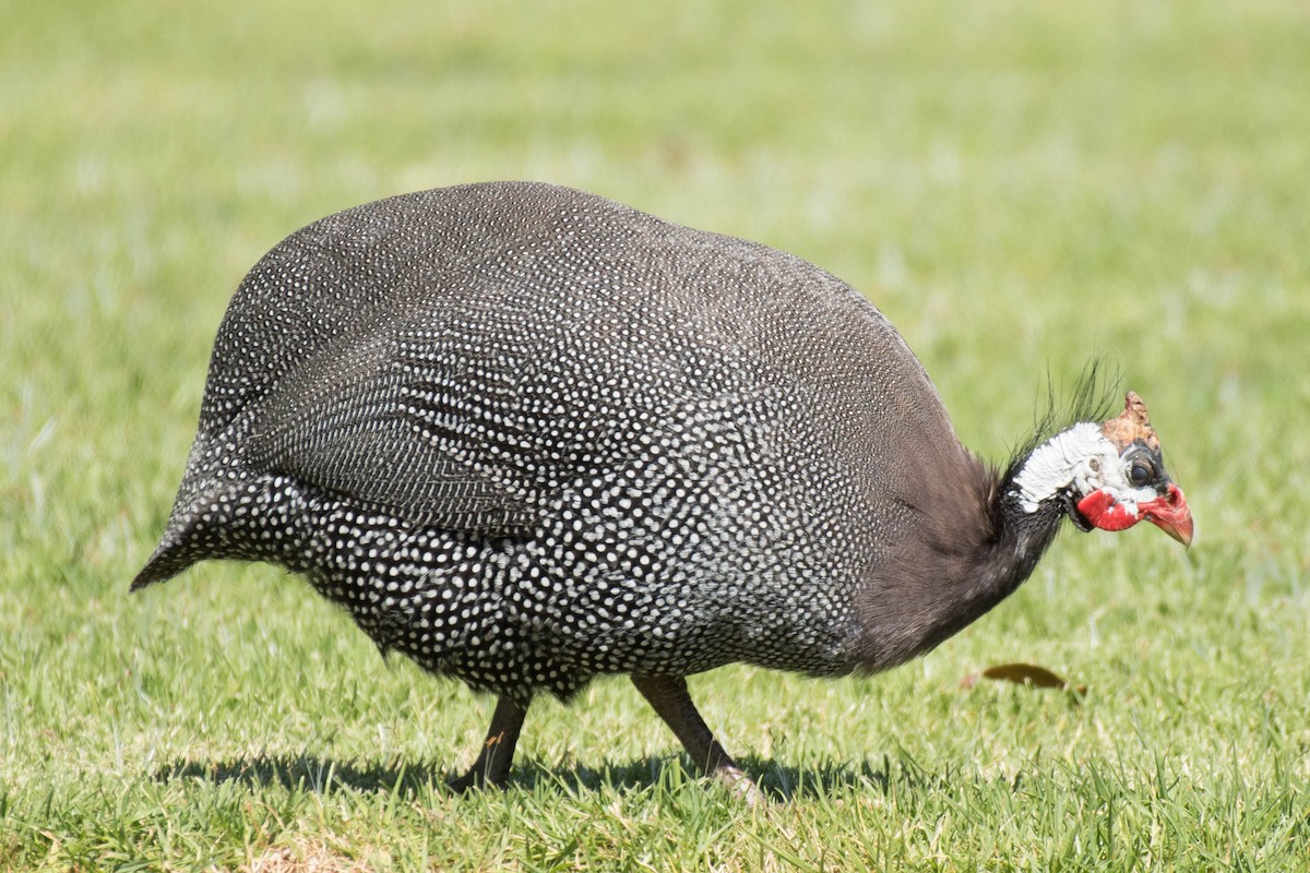 Helmeted Guineafowl (Domestic type) - ML103172591