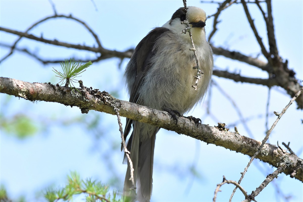 Canada Jay - ML103172931