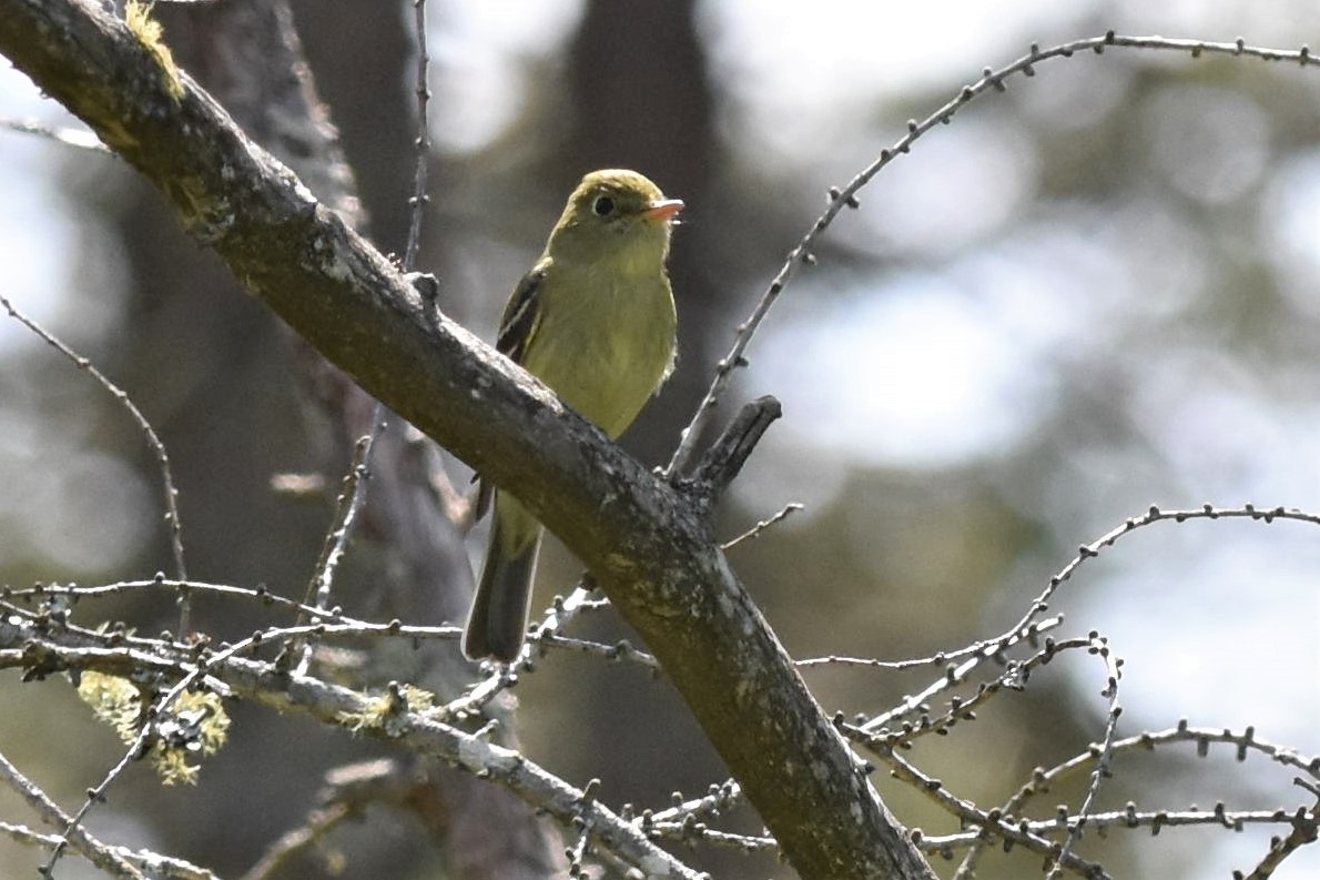 Moucherolle à ventre jaune - ML103172951