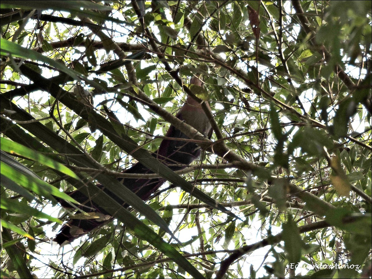 Squirrel Cuckoo - ML103175611