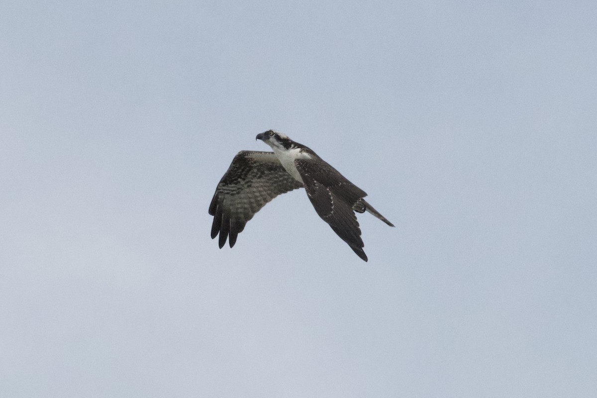 Águila Pescadora - ML103175851