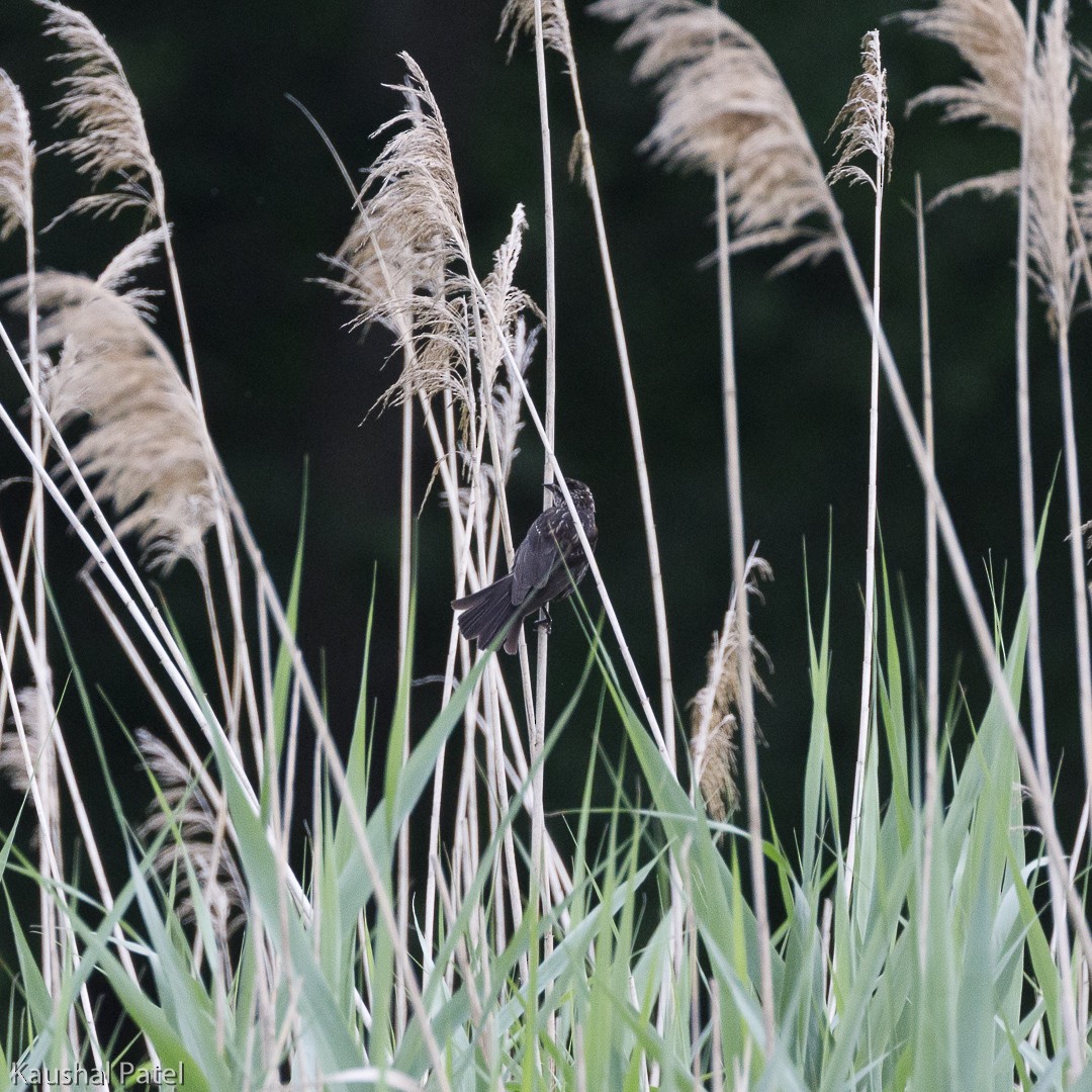 Brown-headed Cowbird - ML103176601