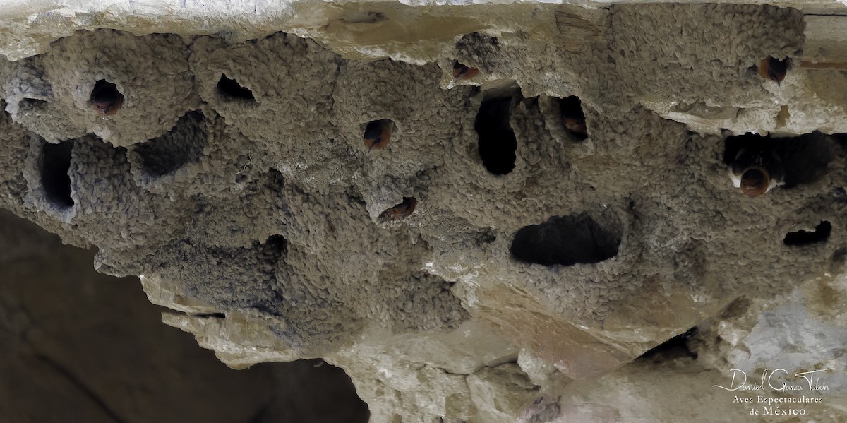 Cave Swallow - ML103176861