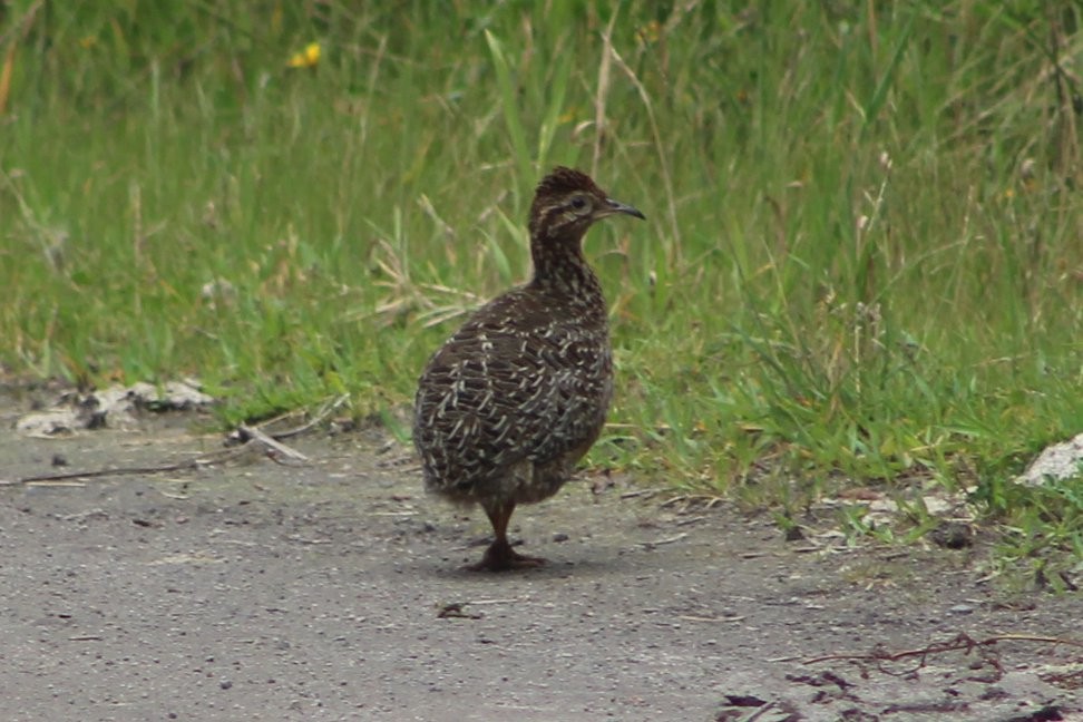 Curve-billed Tinamou - ML103176871