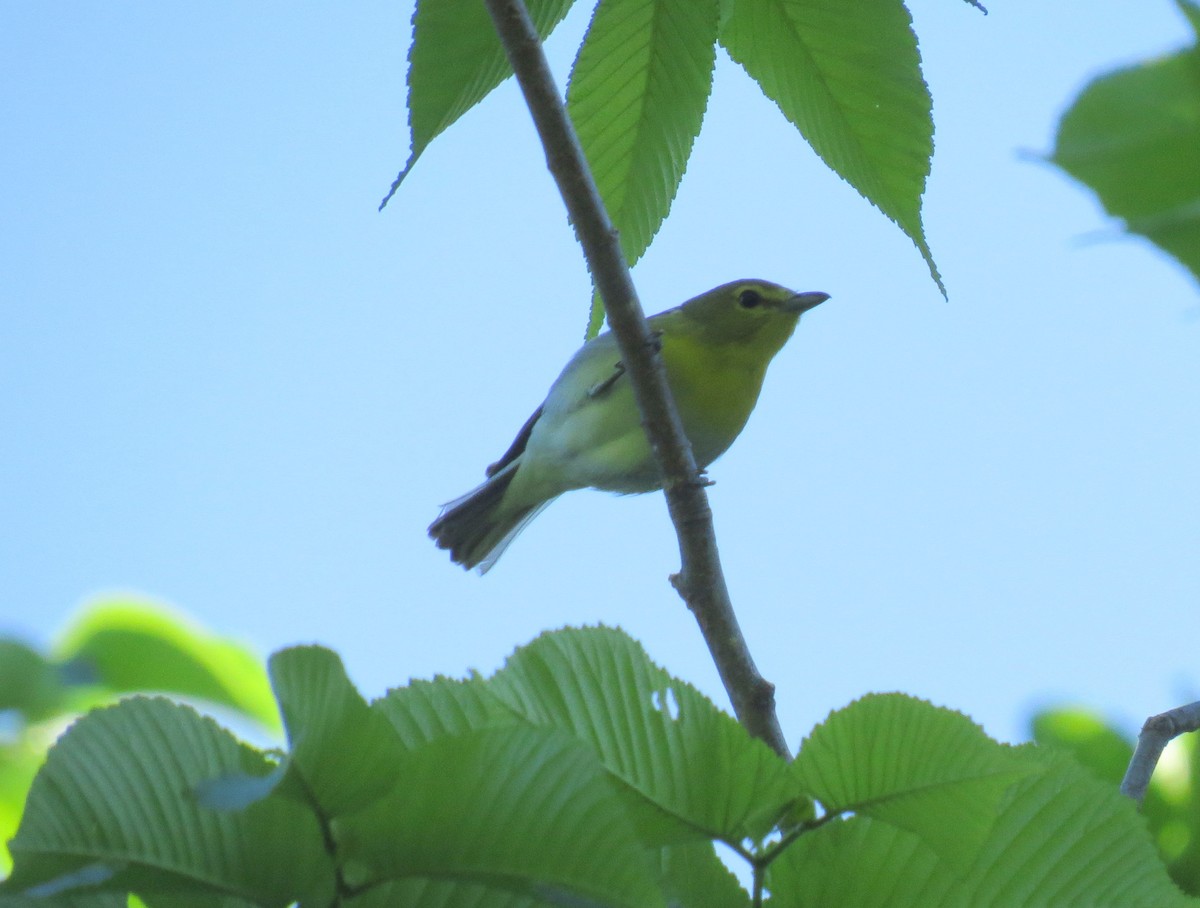 Yellow-throated Vireo - Denis Collins