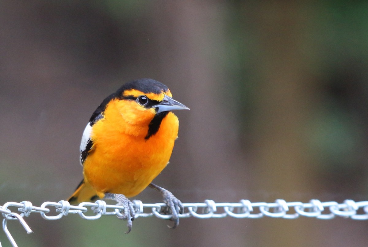 Bullock's Oriole - ML103181251