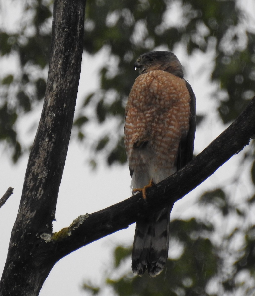 Cooper's Hawk - Cos van Wermeskerken