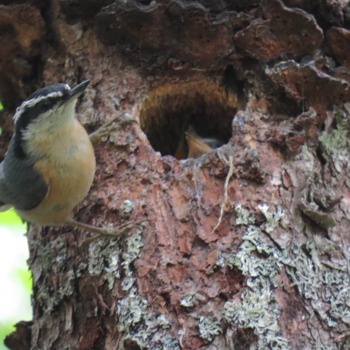Red-breasted Nuthatch - Carmel Smith