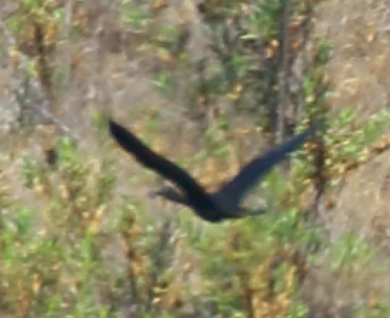 White-faced Ibis - ML103183501