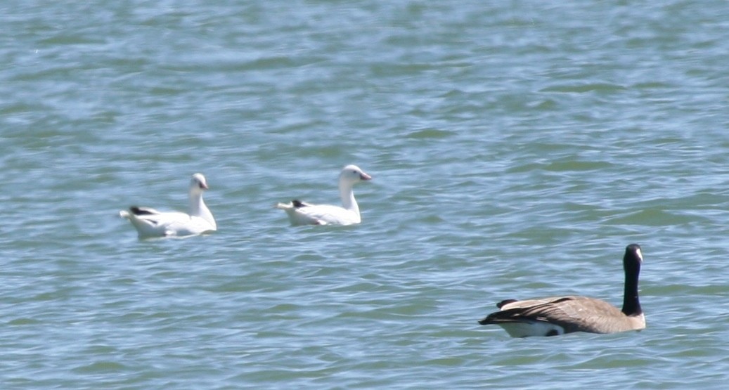 Ross's Goose - ML103183521