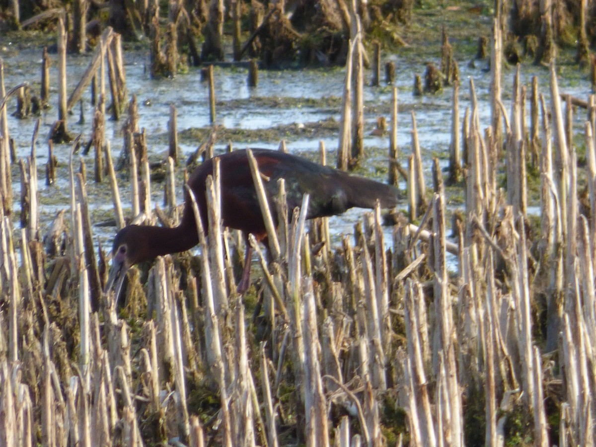 White-faced Ibis - Ryan Sallmann