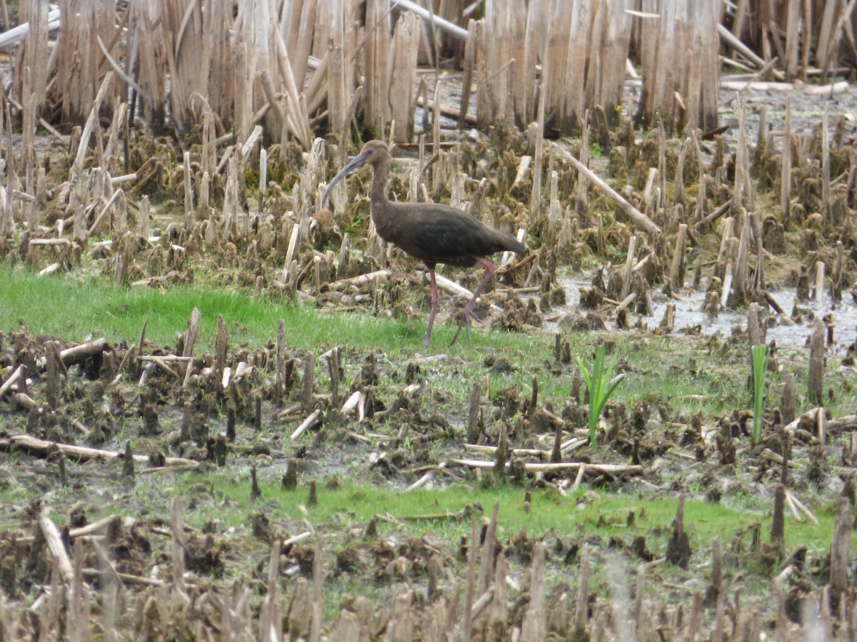 White-faced Ibis - Ryan Sallmann