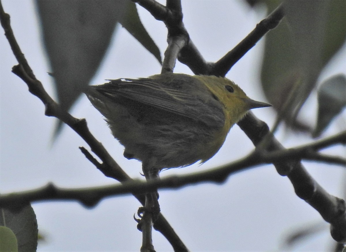 new world warbler sp. - ML103184351