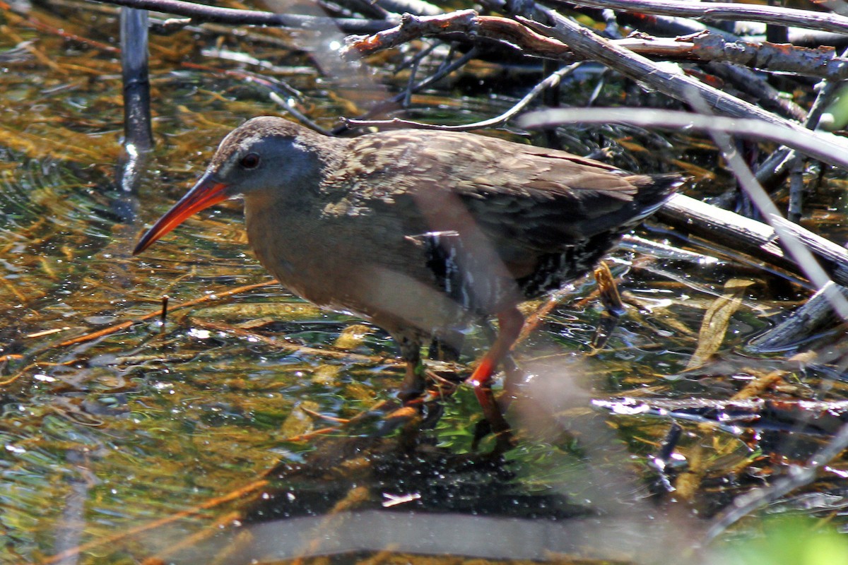 Virginia Rail - Lori Charron