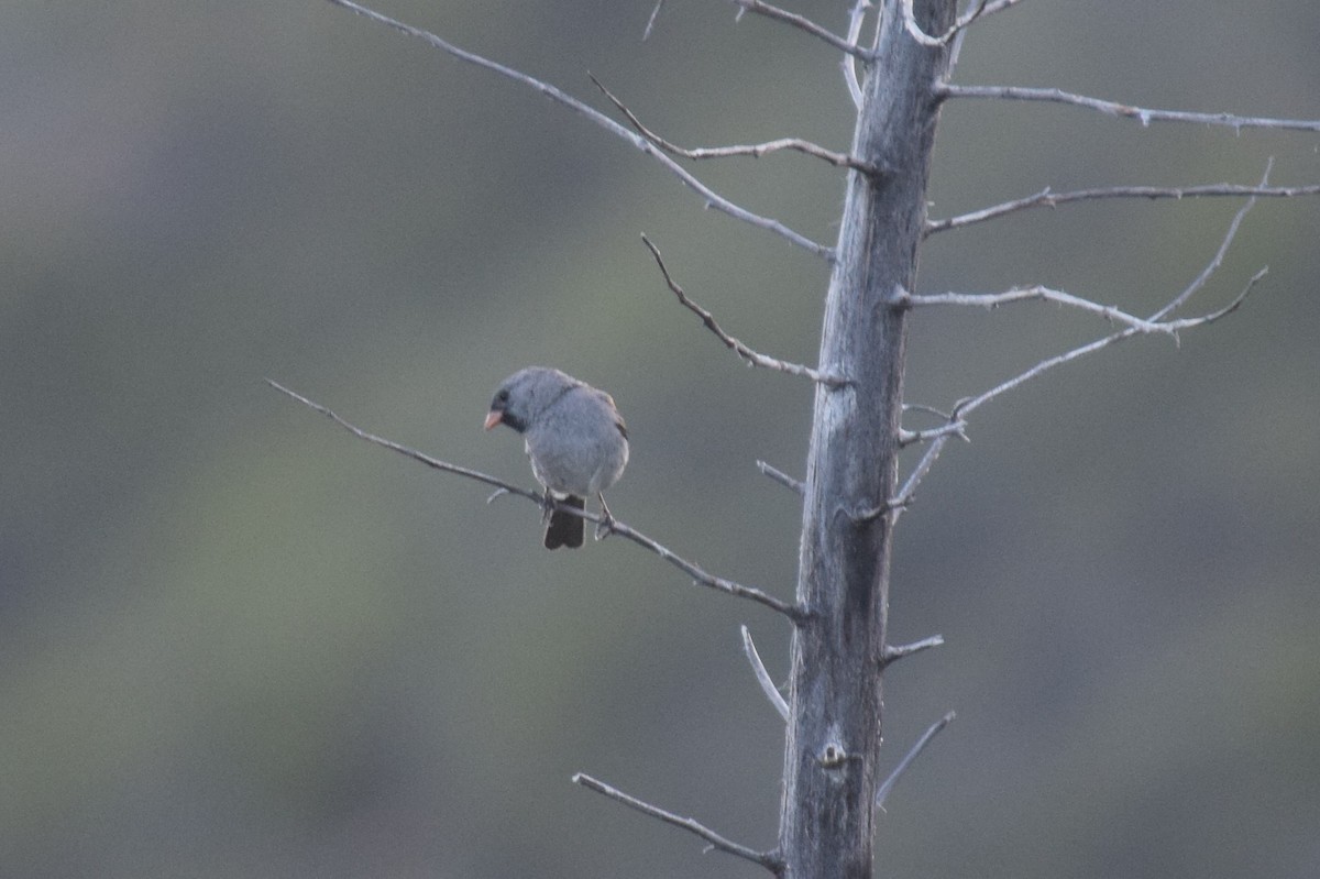 Black-chinned Sparrow - ML103186301