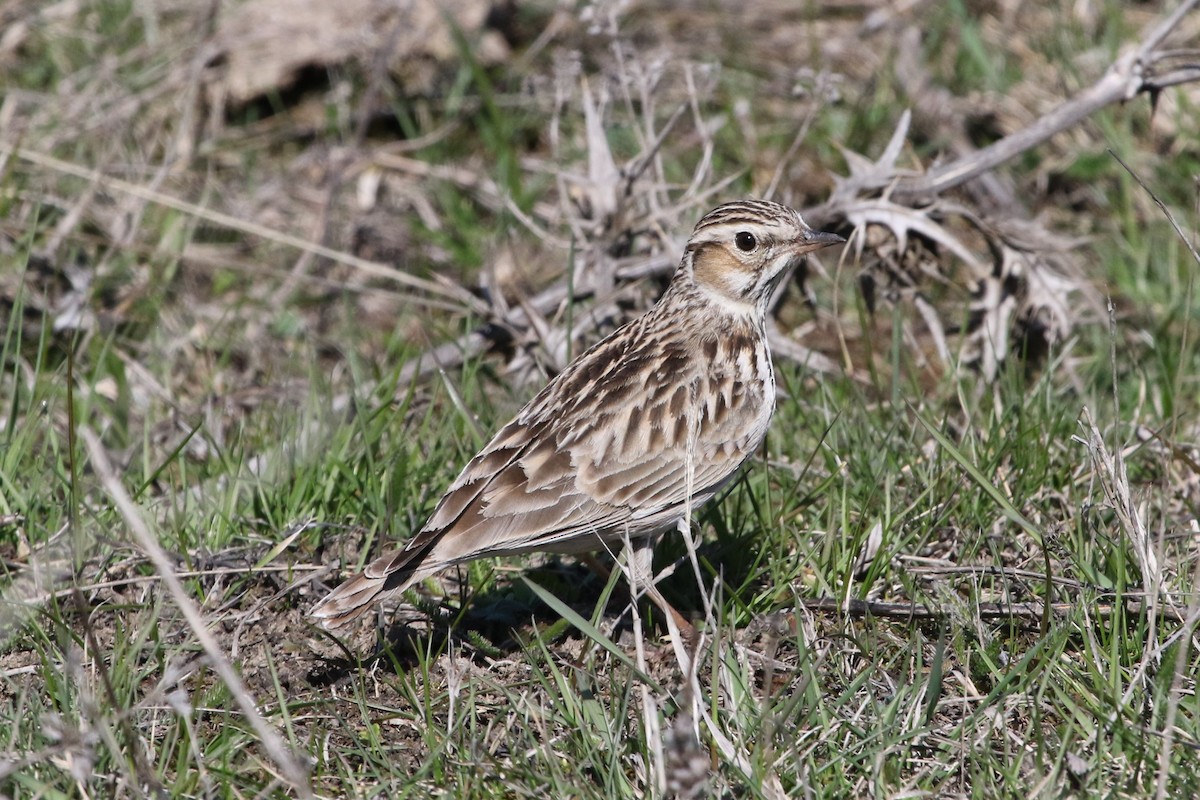 Wood Lark - ML103186691