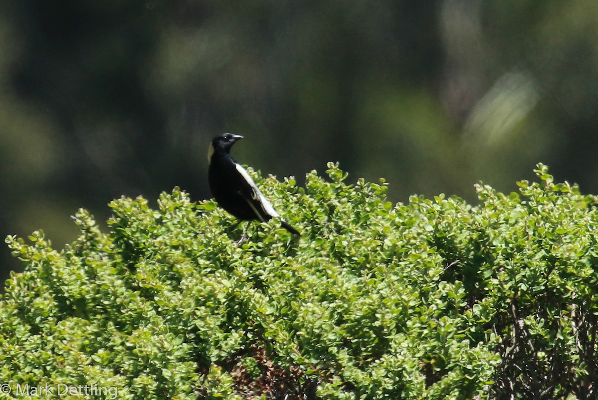 Bobolink - Mark Dettling