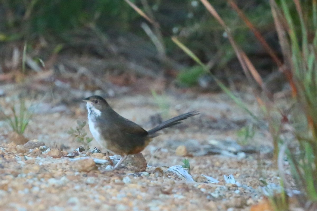 Noisy Scrub-bird - ML103188481