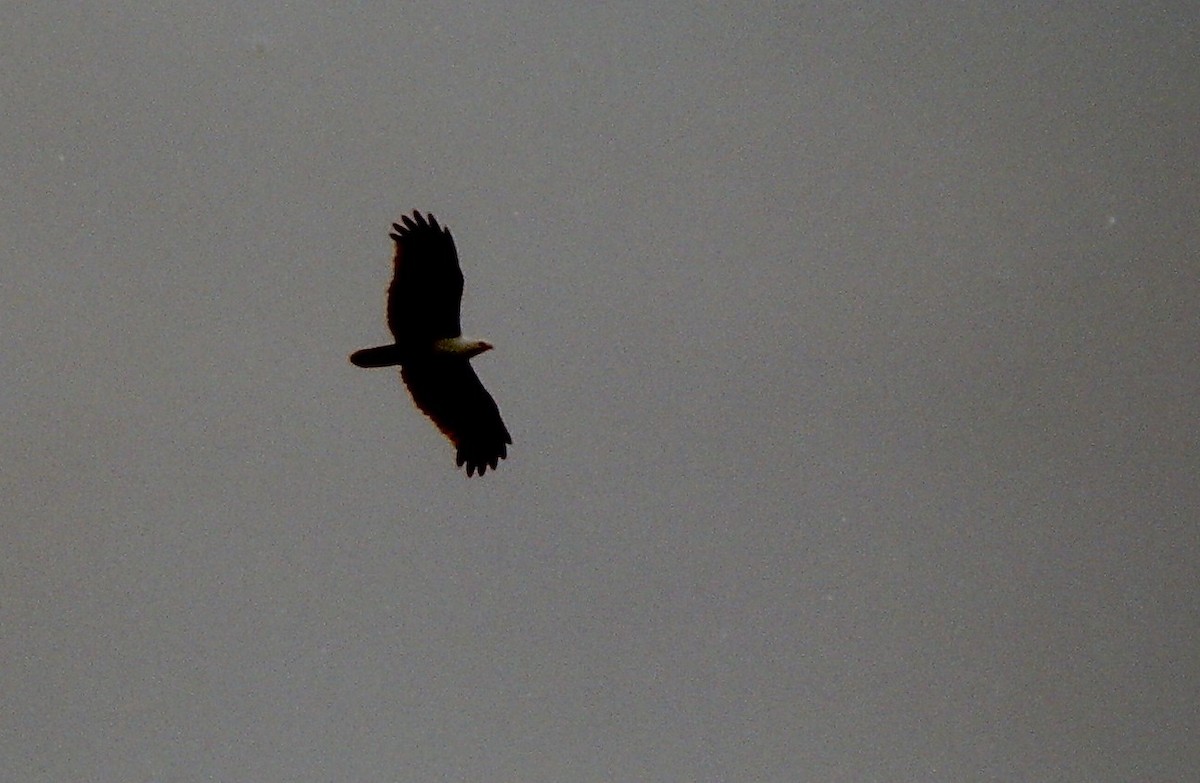 Brahminy Kite - ML103188541