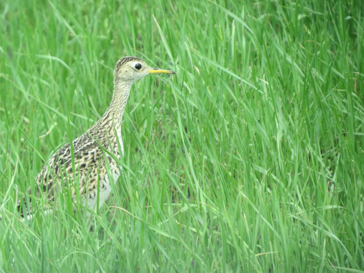 Upland Sandpiper - ML103190241