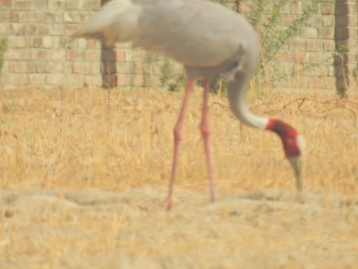 Sarus Crane - Akash Gulalia