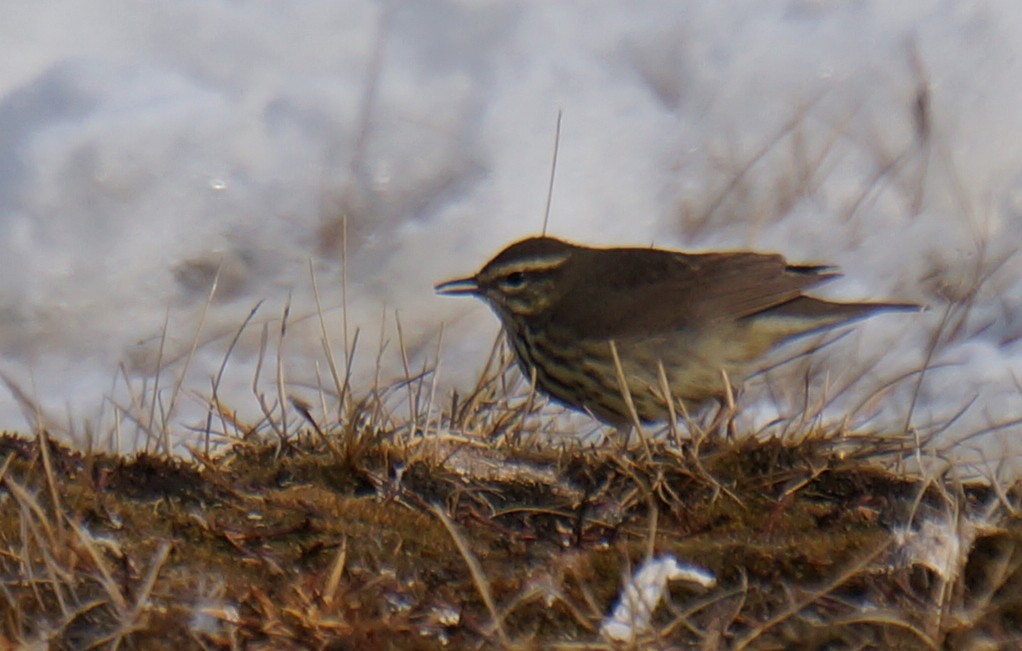 Drosselwaldsänger - ML103191001