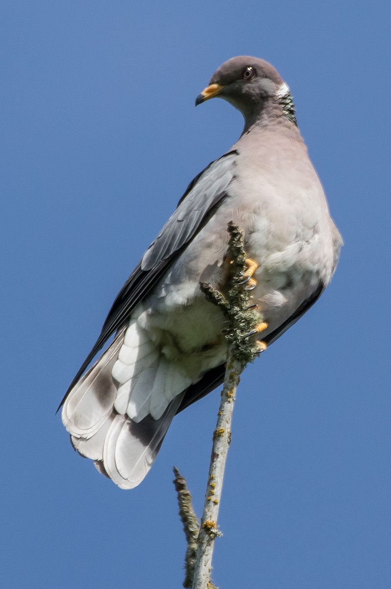 Band-tailed Pigeon - Phil Kahler