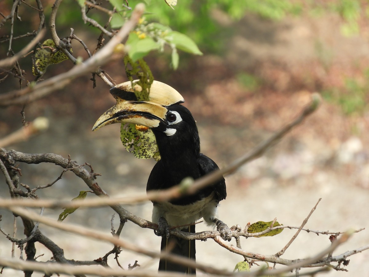 Oriental Pied-Hornbill - ML103198881