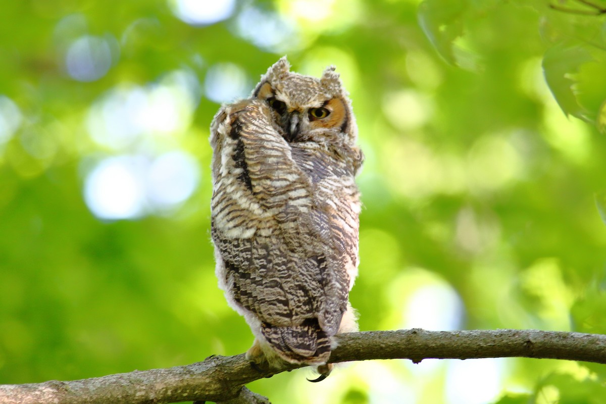 Great Horned Owl - ML103199021