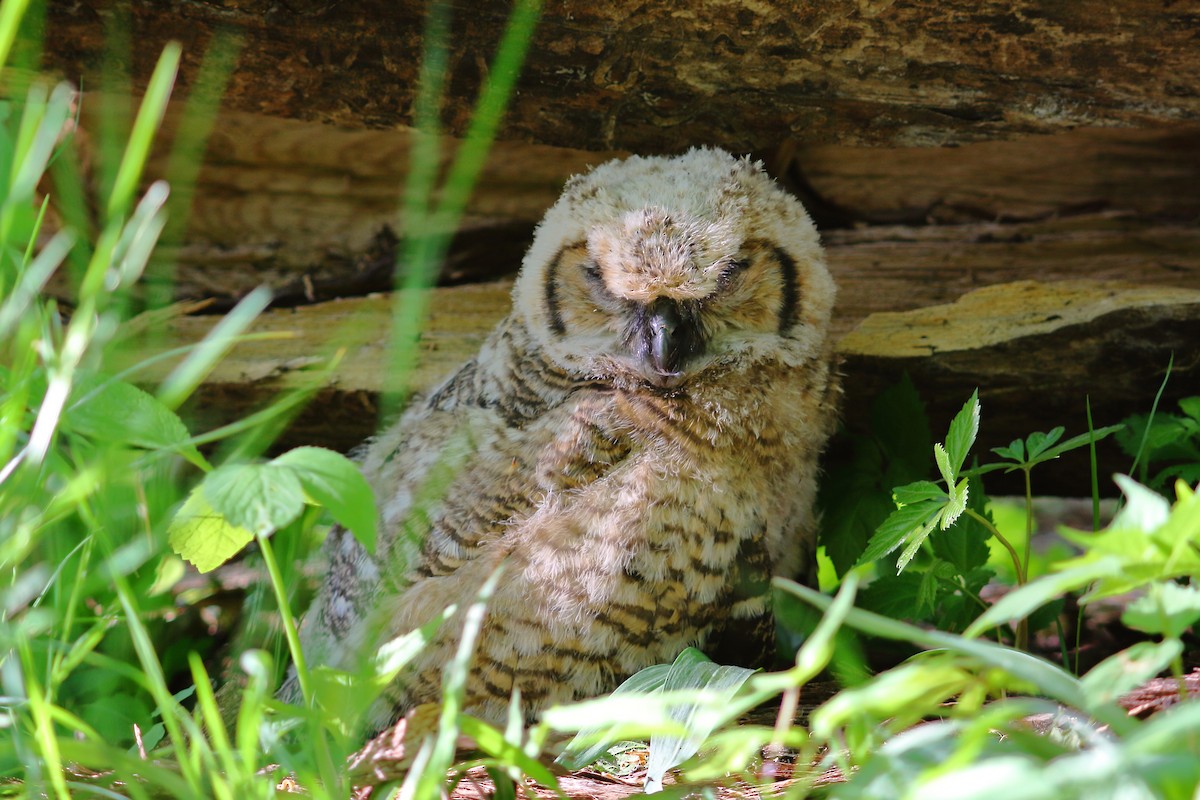 Great Horned Owl - ML103199031