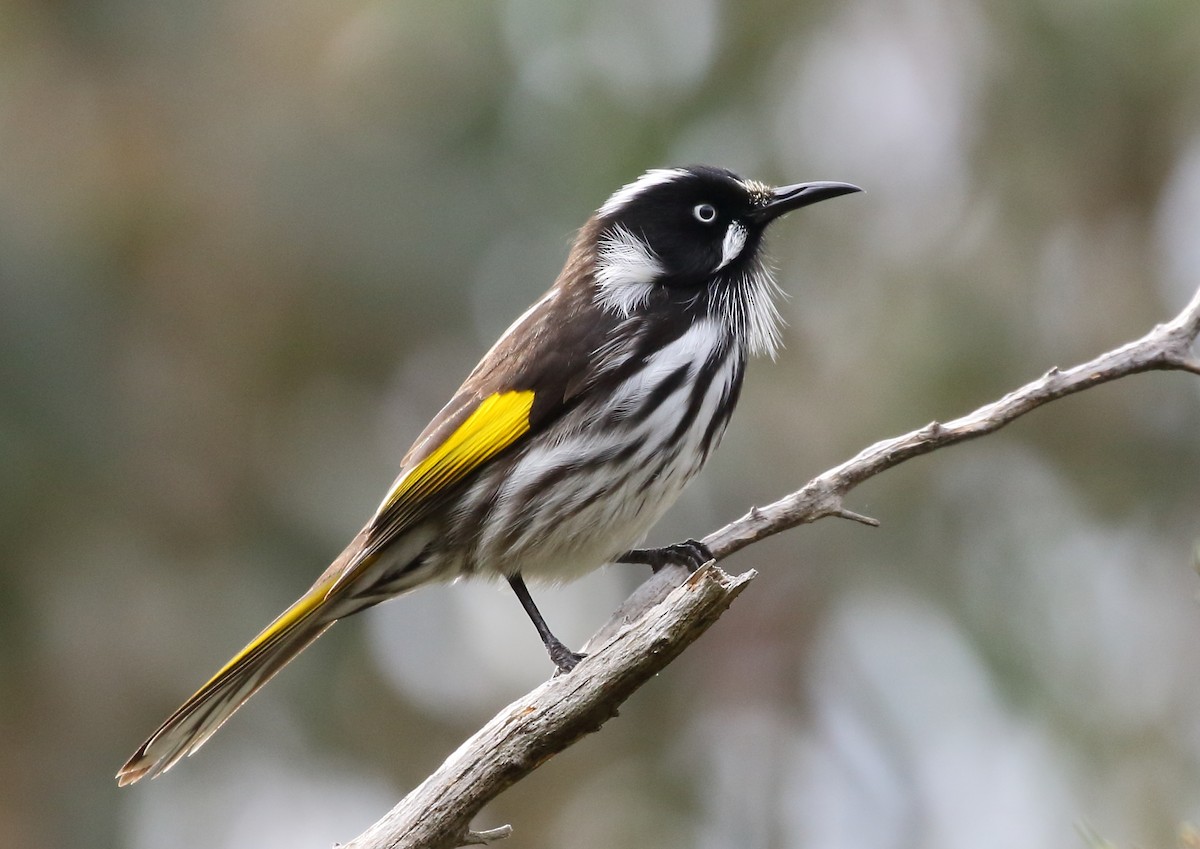 New Holland Honeyeater - Michael Rutkowski