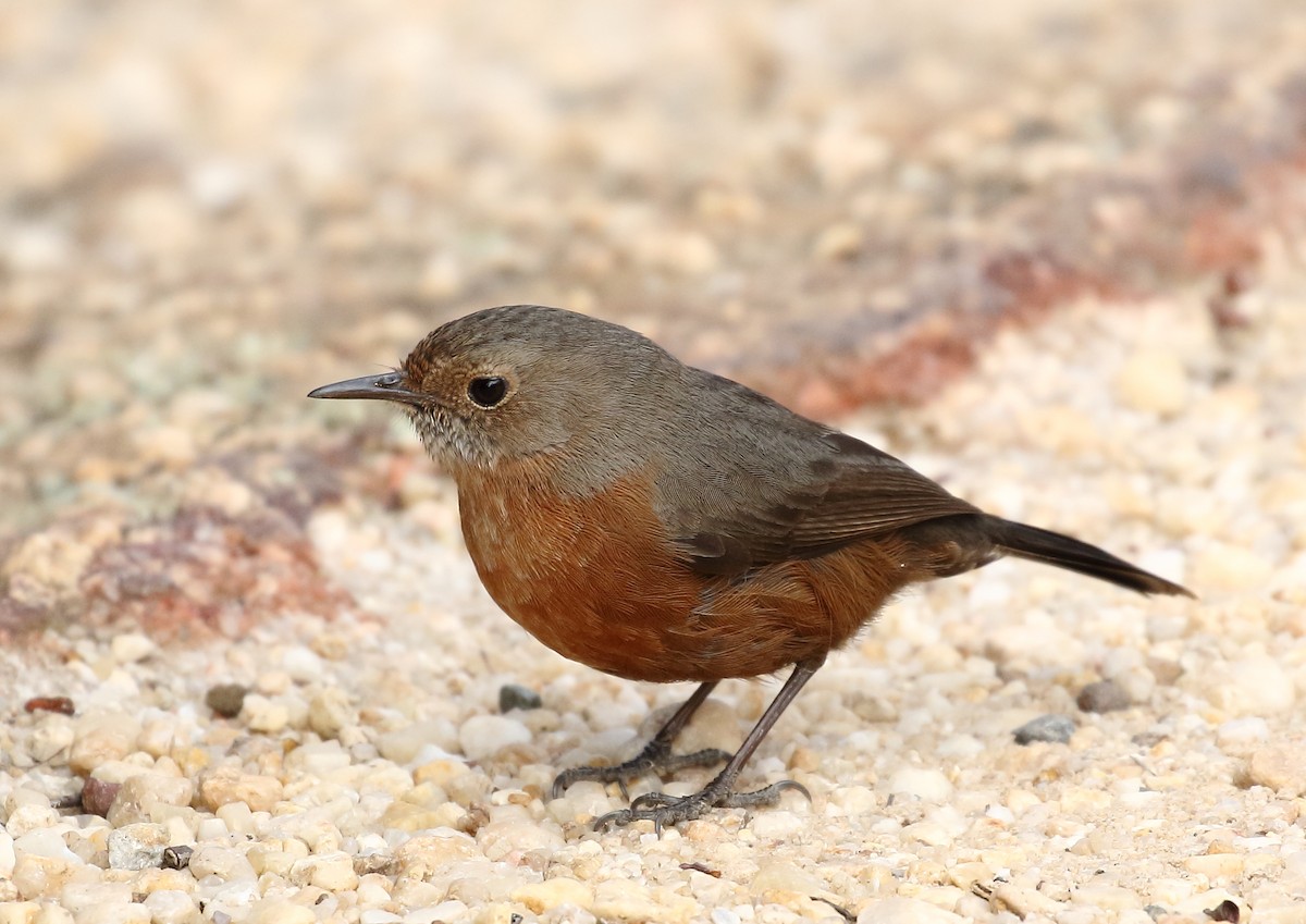 Rockwarbler - Michael Rutkowski