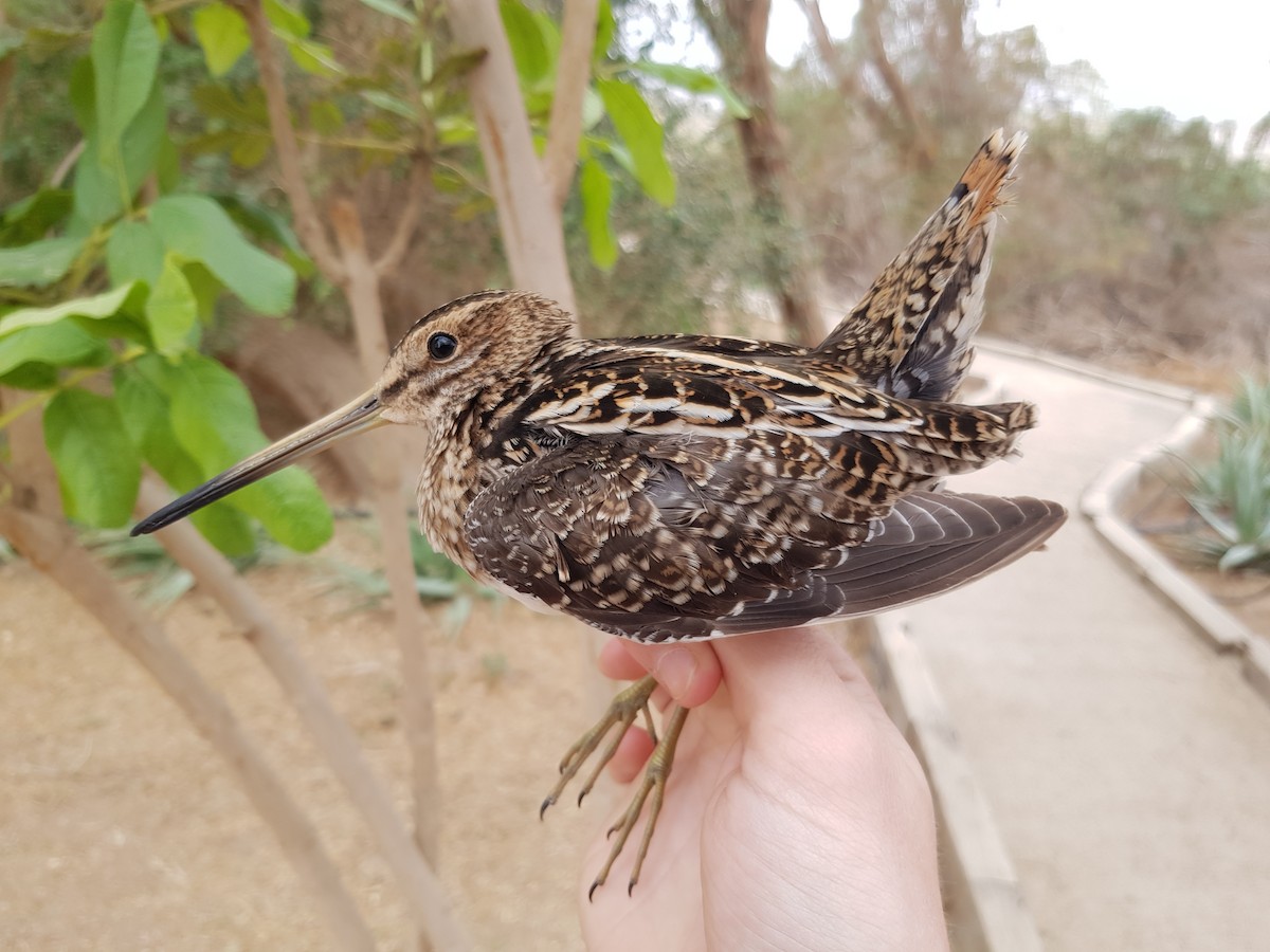 Common Snipe - Anton Liebermann