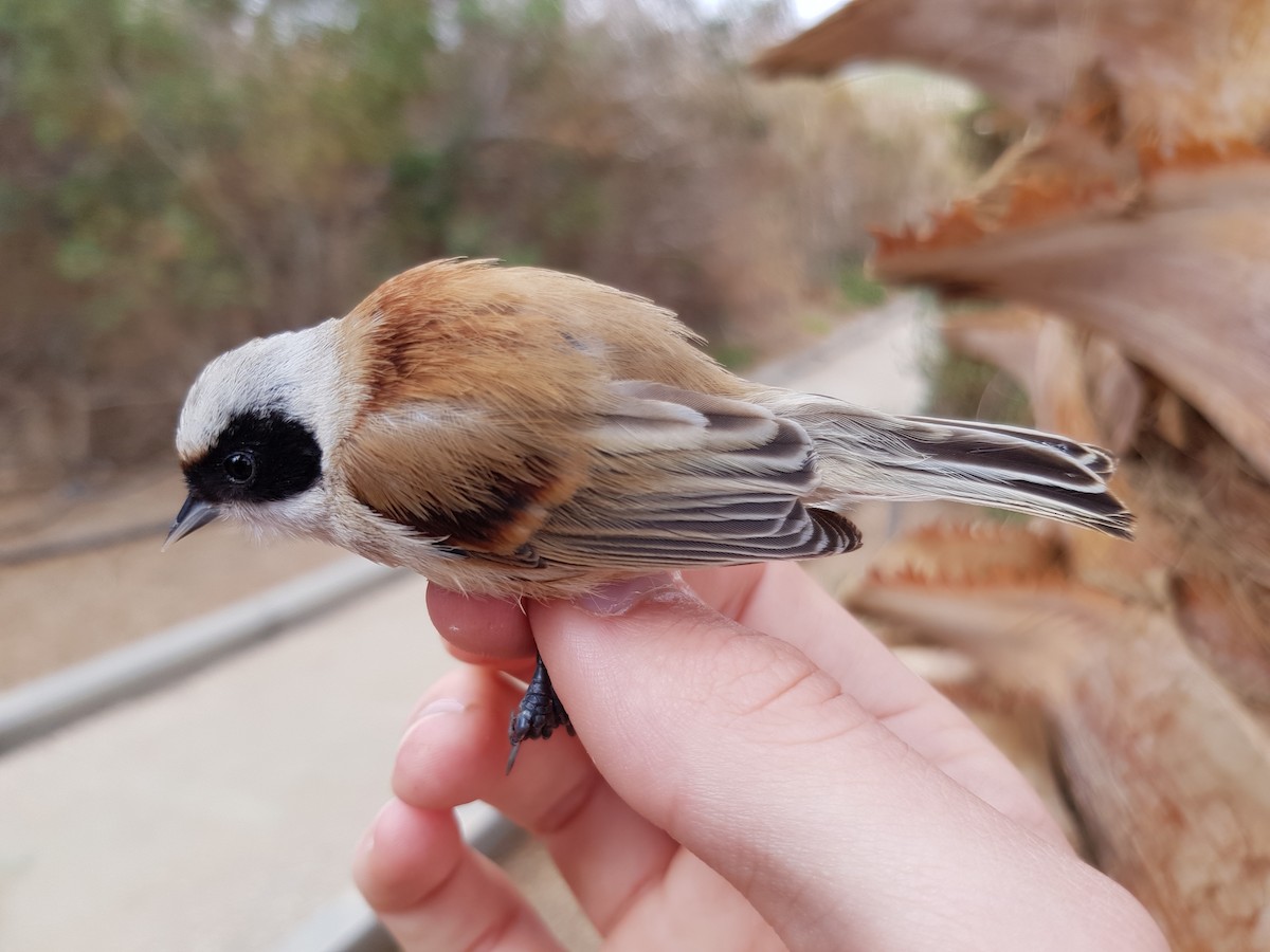 Eurasian Penduline-Tit - ML103200481