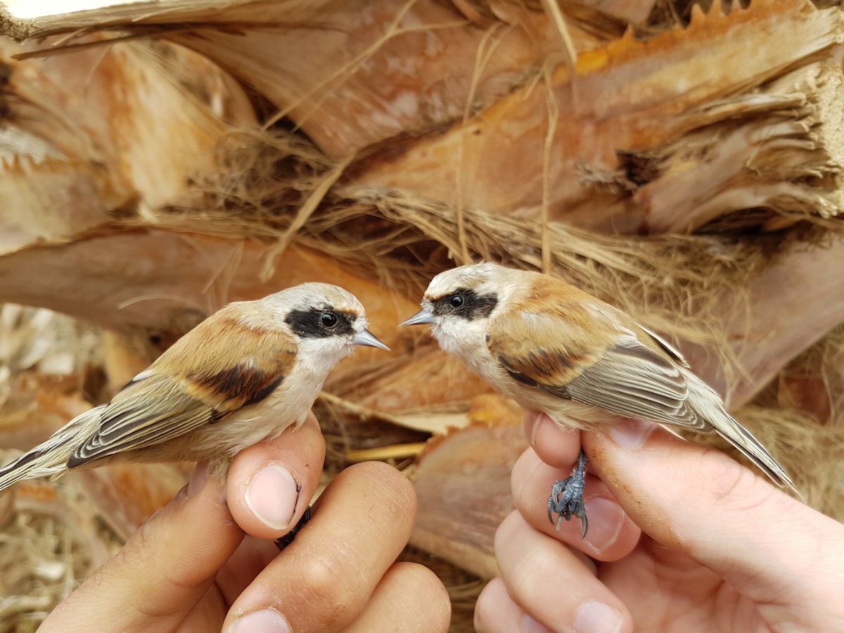 Eurasian Penduline-Tit - Anton Liebermann