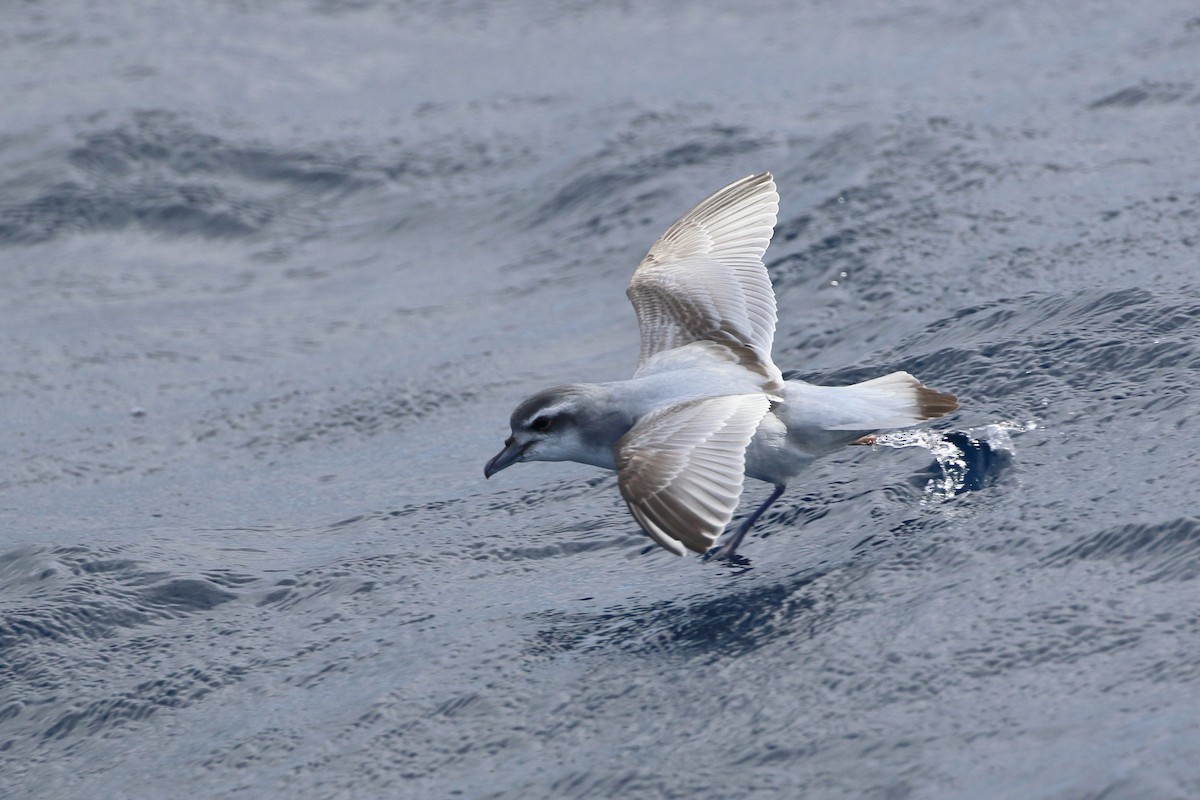 Antarctic Prion - ML103202441