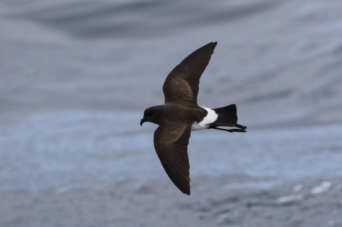 Black-bellied Storm-Petrel - ML103202491