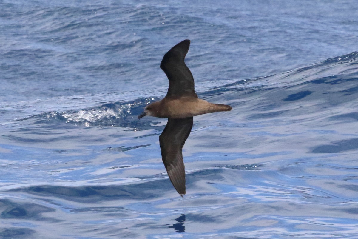 Gray-faced Petrel - ML103202611