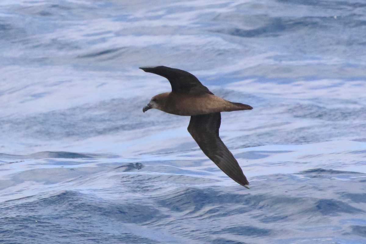 Gray-faced Petrel - ML103202621