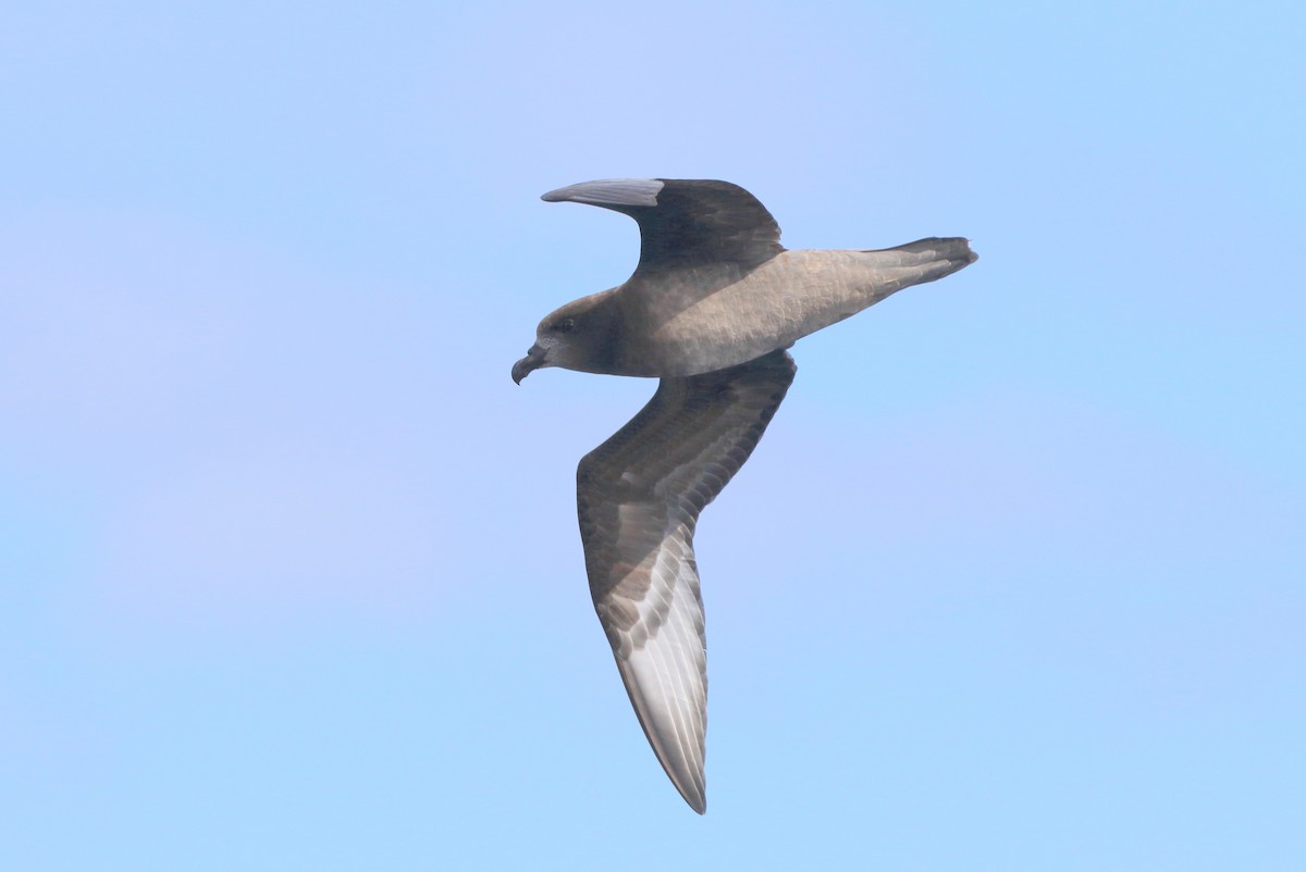 Providence Petrel - ML103202761