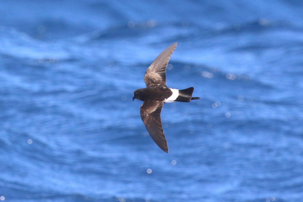 Wilson's Storm-Petrel - ML103202831