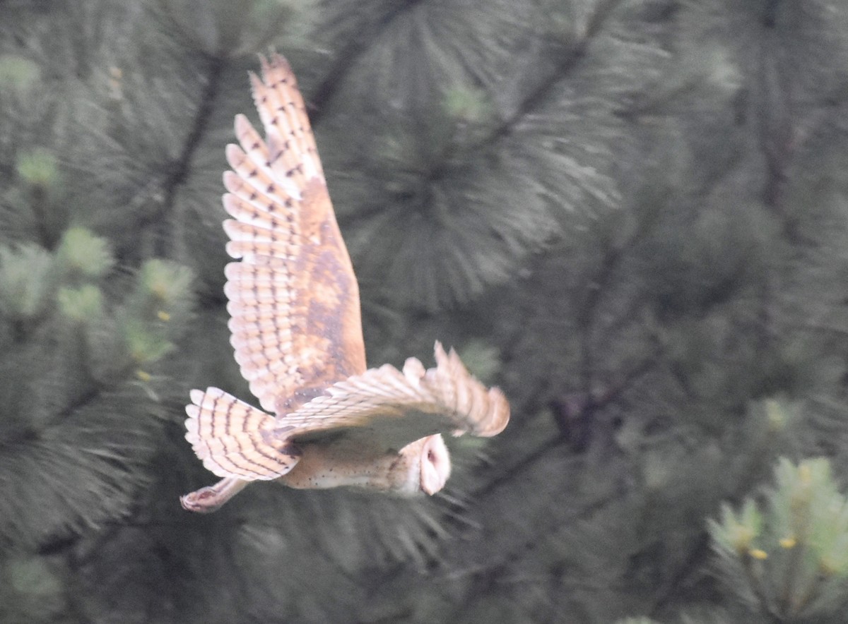 American Barn Owl - ML103209041