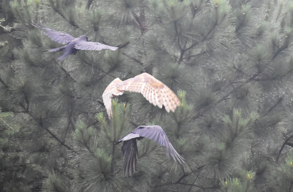 American Barn Owl - ML103209541